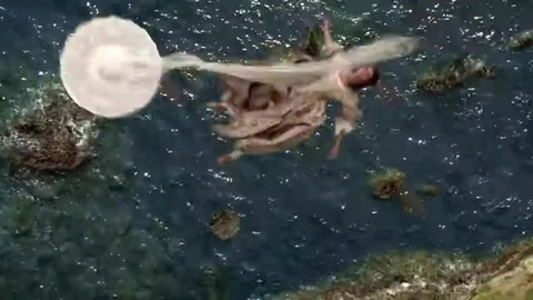 Джек спасает Элизабет из воды Пираты Карибского моря Проклятие Черной жемчужины