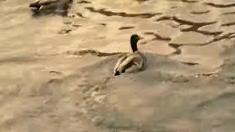 Неадекватные люди