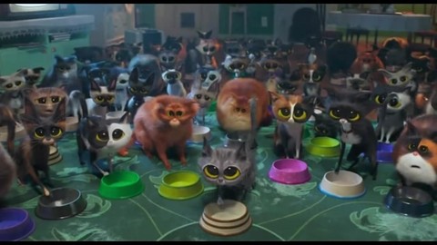 Отряд кошек